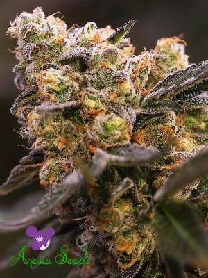 Nova OG