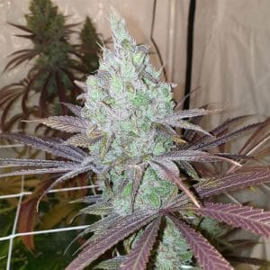 Now N Frutti from Karma Genetics