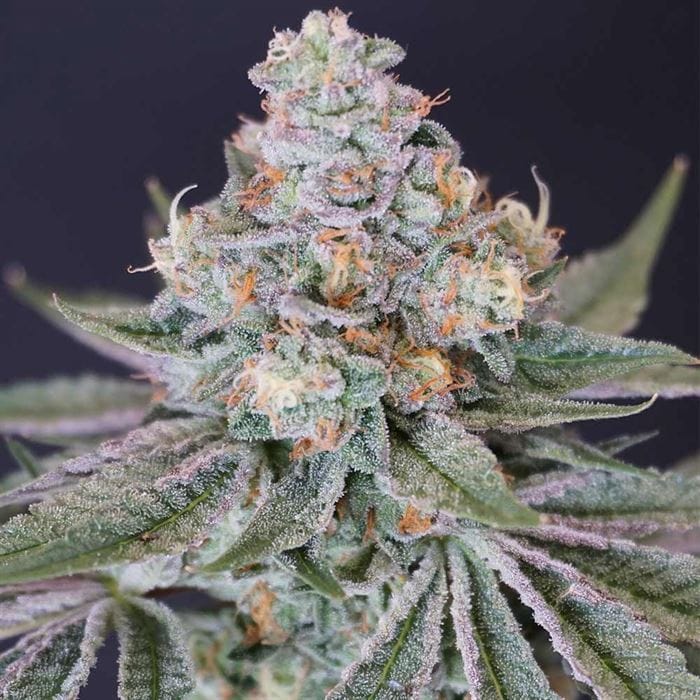 Female seeds – Gassy – 12/12 Photoperiod – Now N Melon strain – image 1 – from Karma Genetics via Seed City