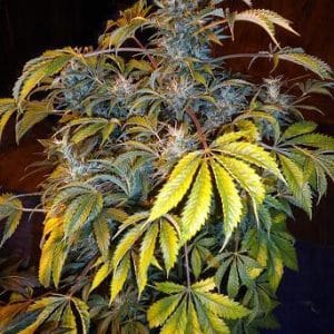 Creative – Auto-Flowering – Outdoor cultivation – Number One strain – image 1 – from Flash Seeds via Seed City