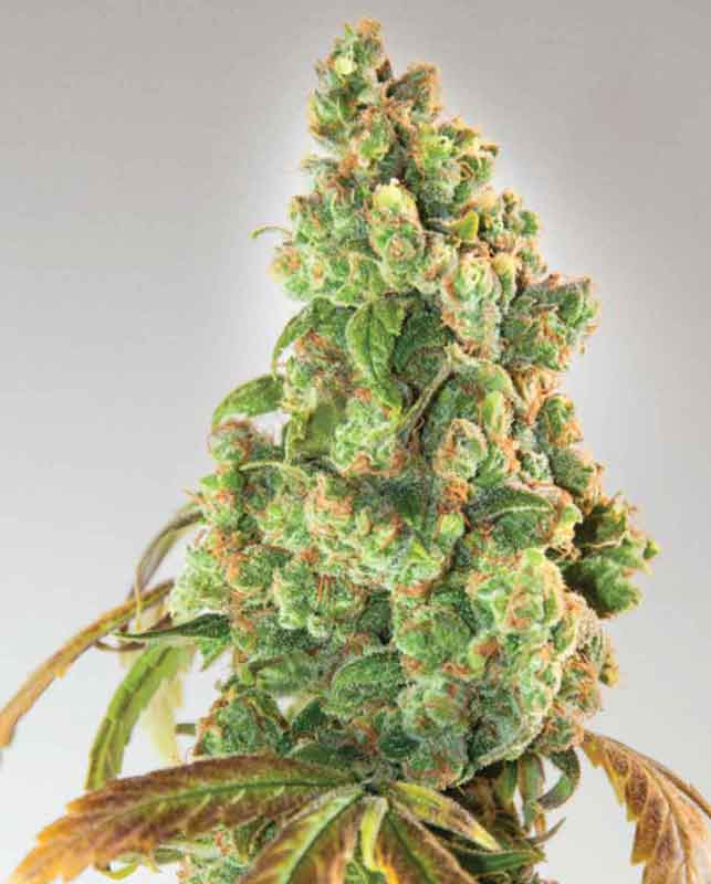Nurse Lilly CBD cannabis seeds – Sativa-leaning – Beginning of November – Outdoor – image 1 from Seed City