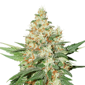 O.G.Kush cannabis seeds – Super Strength – 12/12 Photoperiod – Indica Dominant – image 1 from Seed City