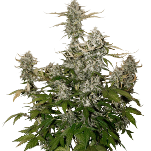 O.G. Candy Dawg Kush Auto cannabis seeds – Guaranteed female plants – Sweet – Auto-Flowering – image 1 from Seed City
