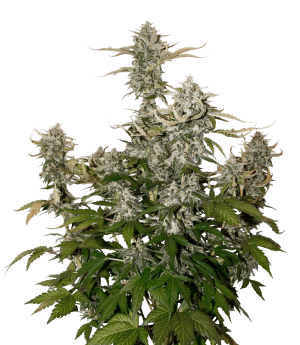 O.G. Candy Dawg Kush Auto