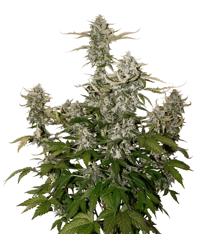 O.G. Candy Dawg Kush Auto cannabis seeds – Guaranteed female plants – Sweet – Auto-Flowering – image 1 from Seed City