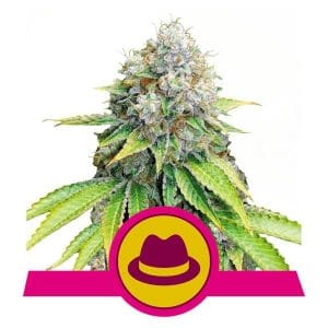 Image 1 of O.G. Kush cannabis by Royal Queen Seeds – 12/12 Photoperiod – Suited for indoor growing – Fuel – Seed City