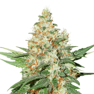 O.G. Kush Auto cannabis seeds – Guaranteed female plants – Super Strength – Auto-Flowering – image 1 from Seed City