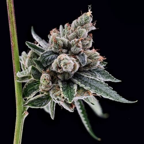 Image 2 of OGCD BX cannabis by Green Bodhi Seeds – 12/12 Photoperiod – 50% Indica/50% Sativa – Regular – Seed City