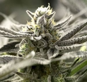 OGKZ Auto