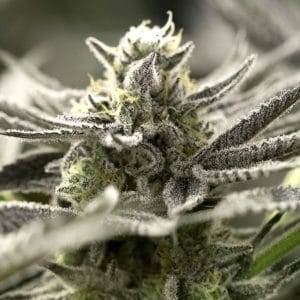 Image 1 of OGKZ Auto cannabis by Humboldt Seed Organisation – Auto-Flowering – Female seeds – Seed City