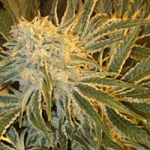 OGNL by Sagarmatha Seeds – Indoor – Insomnia – 12/12 Photoperiod – image 1 – Seed City