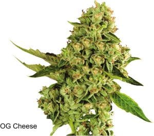 OG Cheese