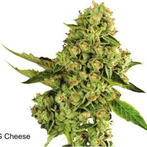 OG Cheese from Dispensario Seeds
