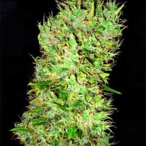 OG Critical by Emerald Triangle Seeds – Tall (140cm plus) – Regular – Middle of October – image 1 – Seed City