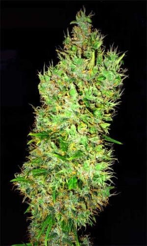 OG Critical