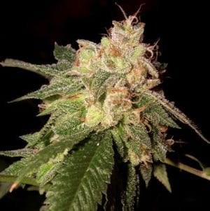 OG Kush