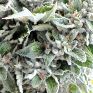 Image 1 of OG Kush cannabis by Medicann Seeds – Sativa-leaning – Super Strength – Relaxing – Seed City