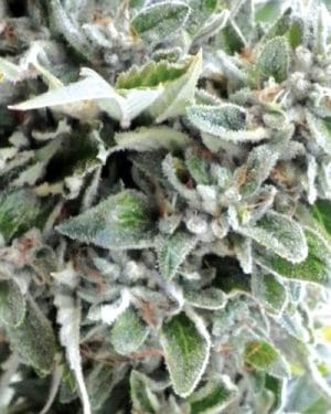OG Kush