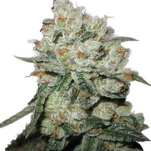 OG Kush cannabis seeds – 12/12 Photoperiod – Sweet – 50% Indica/50% Sativa – image 1 from Seed City