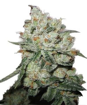 OG Kush