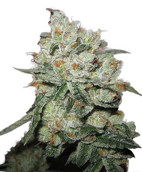 OG Kush cannabis seeds – 12/12 Photoperiod – Sweet – 50% Indica/50% Sativa – image 1 from Seed City
