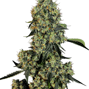 OG Kush cannabis seeds – Feminized – Tall (140cm plus) – Indica Dominant – image 1 from Seed City