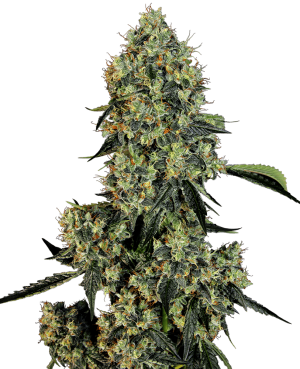 OG Kush