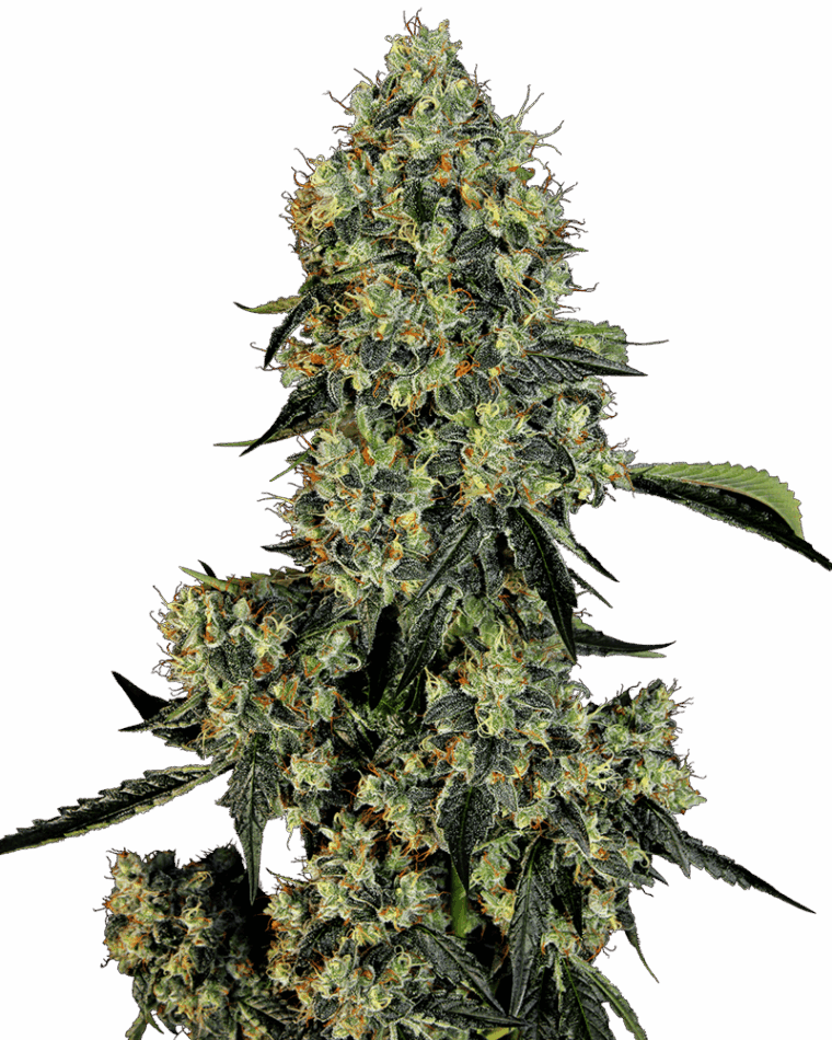 OG Kush cannabis seeds – Feminized – Tall (140cm plus) – Indica Dominant – image 1 from Seed City