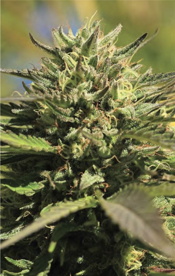OG Kush by Humboldt Seed Company – 12/12 Photoperiod – Female seeds – Mostly Indica – image 1 – Seed City