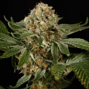 OG Kush cannabis seeds – Euphoric – Sweet – Tall (140cm plus) – image 1 from Seed City