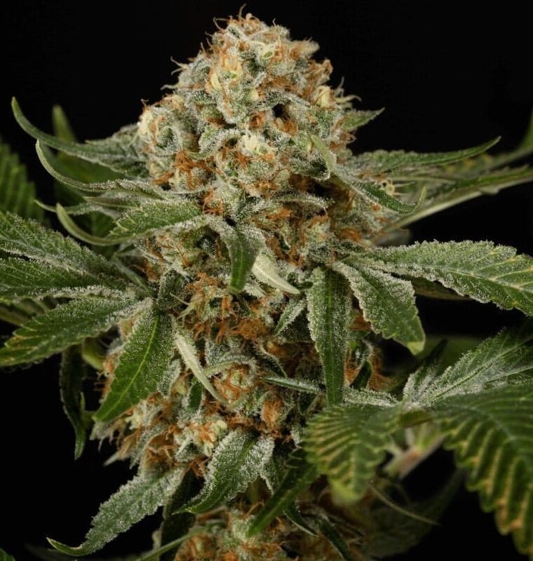 OG Kush cannabis seeds – Euphoric – Sweet – Tall (140cm plus) – image 1 from Seed City