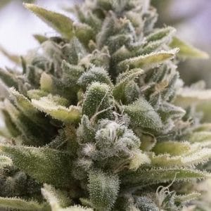 OG Kush Auto by Humboldt Seed Organisation – Piney – Cerebral – Suited for indoor growing – image 1 – Seed City