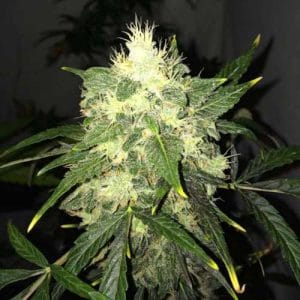 Lithium OG Kush Auto