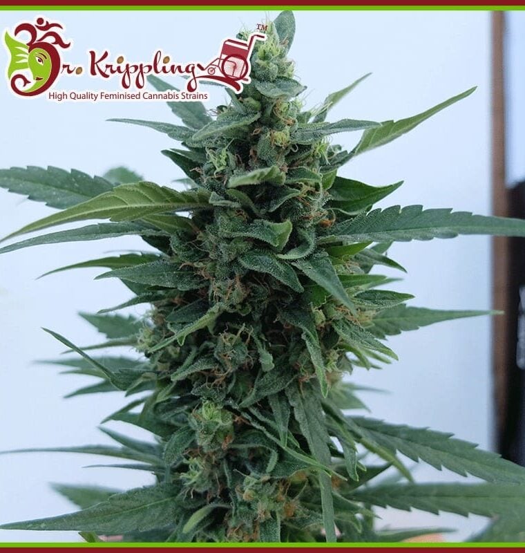 OG Kush Auto cannabis seeds – Suited for indoor growing – Auto-Flowering – Indica-heavy – image 1 from Seed City