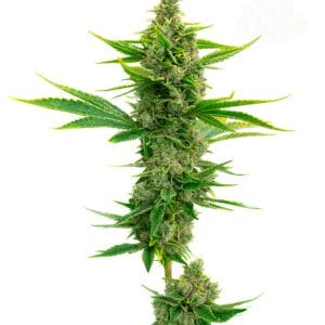 Piney – Relaxing – Feminized – OG Kush Auto strain – image 1 – from Seed City Seeds via Seed City