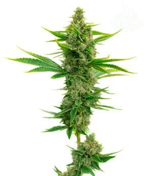 OG Kush Auto