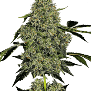 OG Kush Auto cannabis seeds – Peppery – Indica Dominant – Feminized – image 1 from Seed City