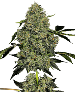 OG Kush Auto