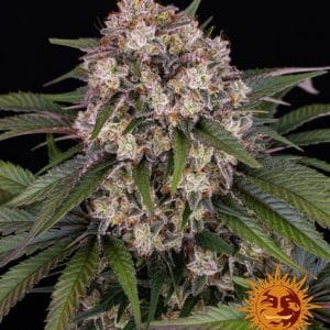 Female seeds – Woodsy – Euphoric – OG Kush Auto strain – image 1 – from Barneys Farm Seeds via Seed City