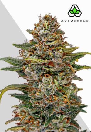 OG Kush Auto
