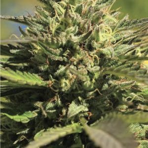 Image 1 of OG Kush Autoflower cannabis by Humboldt Seed Company – Indica Dominant – Feminized – Relaxing – Seed City