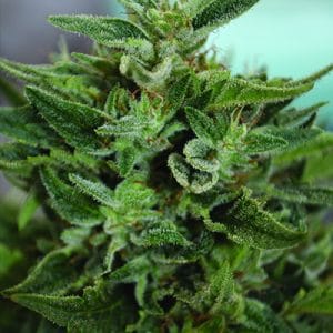 Image 1 of OG Kush CBD cannabis by Medicann Seeds – 12/12 Photoperiod – Good for outdoor grow – Feminized – Seed City