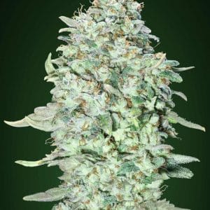 Indoor-friendly – Relaxing – Sativa-leaning – OG Kush S.F.V. strain – image 1 – from Advanced Seeds via Seed City