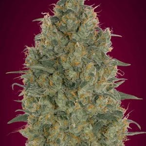 Image 1 of Strawberry Gum cannabis by Advanced Seeds – Mostly Indica – Beginning of October – Cerebral – Seed City