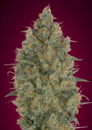Strawberry Gum
