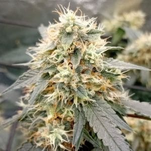 OG Scotti cannabis seeds – Regular – 12/12 Photoperiod – Large yield – image 1 from Seed City