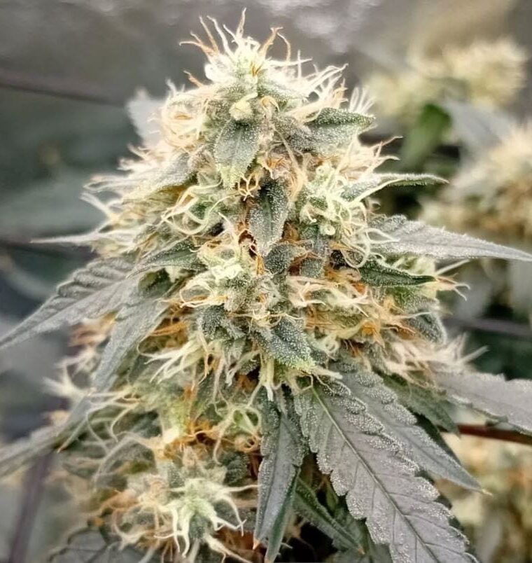 OG Scotti cannabis seeds – Regular – 12/12 Photoperiod – Large yield – image 1 from Seed City