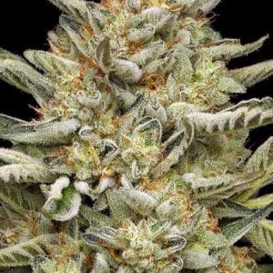 OG TRIPLOID Auto by Humboldt Seed Company – Anxiety – Super Strength – Outdoor – image 1 – Seed City