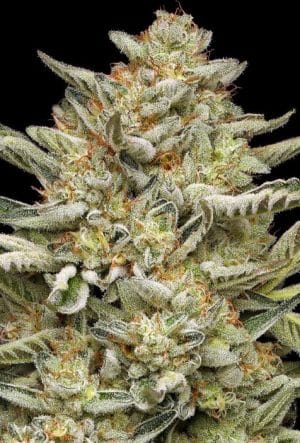 OG TRIPLOID Auto