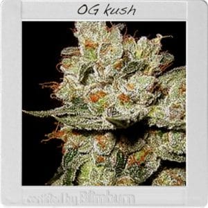 Image 1 of OG's Kush cannabis by BlimBurn Seeds – Indica Dominant – Tall (140cm plus) – Super Strength – Seed City